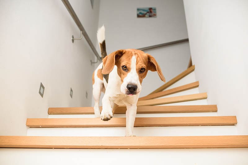 Kiedy mój pies może wchodzić po schodach po operacji ACL? Fakty zatwierdzone przez weterynarza i często zadawane pytania