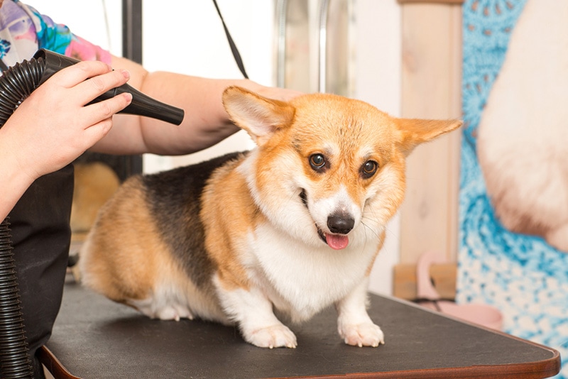 Jak często Corgi potrzebują strzyżenia?