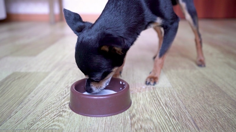 Jakie są objawy niedoboru wapnia u psów?