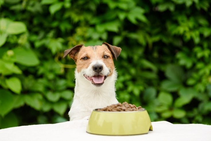 Dla jakiego typu psa najlepiej nadaje się karma SquarePet Dog Food?