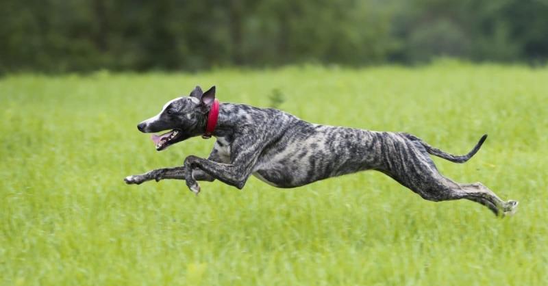 Czy dog niemiecki jest dobrym psem do biegania?