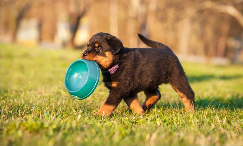 9 najlepszych karm dla szczeniąt rasy rottweiler w 2024 roku - recenzje i najlepsze propozycje