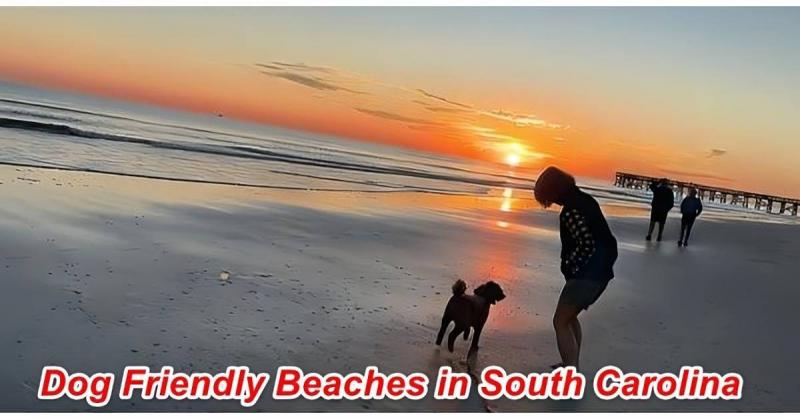 Jeśli szukasz nieco więcej swobody dla swojego futrzanego przyjaciela, w Karolinie Południowej znajduje się również wiele plaż bez smyczy. Wyspa Hilton Head jest jednym z takich miejsc, z kilkoma przyjaznymi psom plażami, na których szczeniak może biegać bez smyczy i poznawać nowych przyjaciół. Edisto Beach State Park również pozwala psom biegać bez smyczy po niektórych częściach plaży, zapewniając Twojemu pupilowi najlepsze wrażenia z plażowania.
