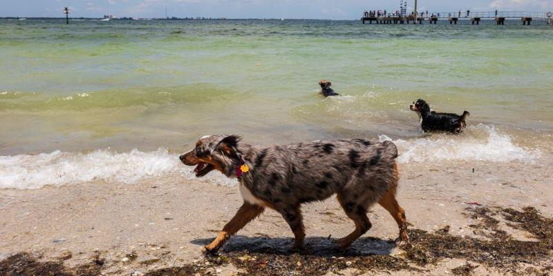 Jeśli wolisz bardziej kontrolowane środowisko, plaża Cypress Point Park jest świetną opcją. Ta plaża na smyczy pozwala psom cieszyć się piaskiem i falami, pozostając pod bezpieczną kontrolą. Plaża jest częścią większego parku ze ścieżkami spacerowymi, miejscami piknikowymi i pięknymi widokami na zatokę Tampa.