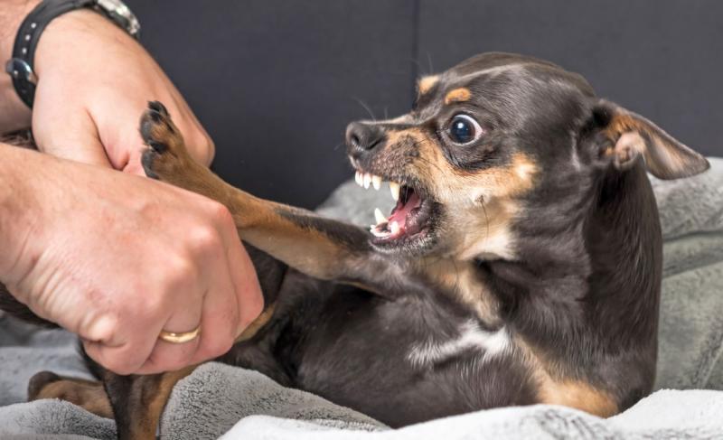 Powstrzymywanie agresywnych zachowań u psów - humanitarne i sprawdzone porady
