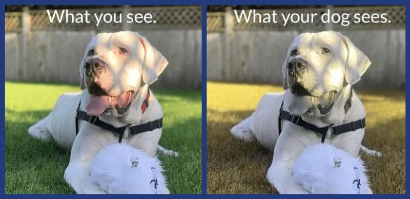 dog-vision-comparison-white-dog-no-blur-for-news-4084196-3153274