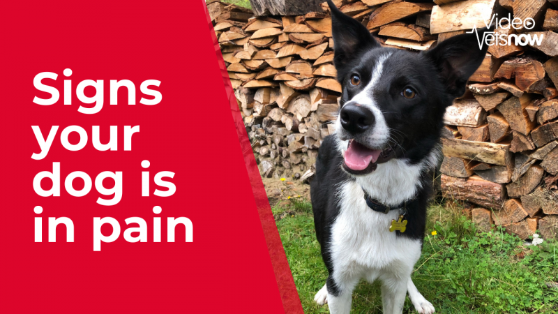 Co można zrobić z agresją wywołaną bólem u psów?