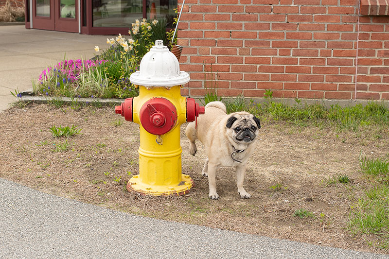 Dlaczego psy sikają na hydranty przeciwpożarowe? Fakty i najczęściej zadawane pytania