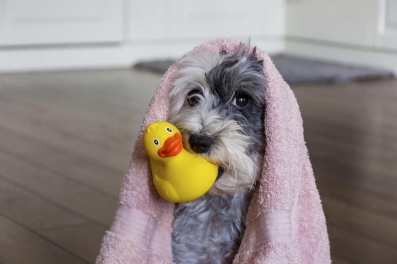 Arm & Hammer Dog Shampoo - najczęściej zadawane pytania