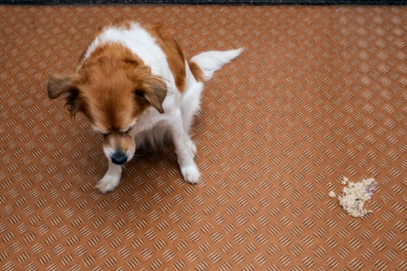 Czy karton jest toksyczny dla psów?