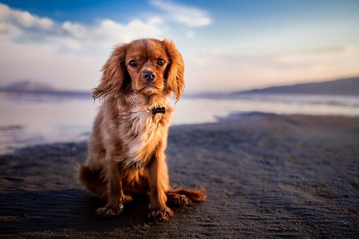 Niezależnie od tego, czy jesteś miejscowym, czy tylko przejazdem, przyjazne psom plaże w Wilmington, NC oferują fantastyczną okazję do cieszenia się słońcem, piaskiem i surfowaniem ze swoim futrzanym towarzyszem. Od przygód na smyczy po spokojne i kontrolowane otoczenie, istnieje plaża dla każdego rodzaju psa i właściciela. Chwyć więc krem do opalania, smycz i swojego czworonożnego przyjaciela i przygotuj się na przyjemny dzień na plaży!