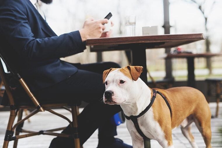 Czy psy mogą przebywać w Starbucks? Zasady dotyczące zwierząt 2024 i często zadawane pytania