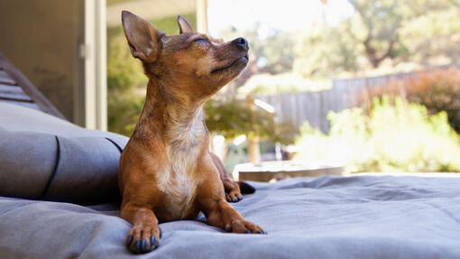 Jak medytować z psem: Kroki, korzyści, rodzaje i więcej