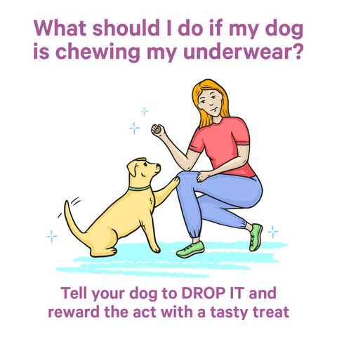 Czy zjadanie mojej bielizny przez psa jest niebezpieczne?