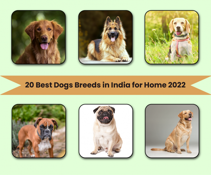 10 najpopularniejszych ras psów w Indiach w