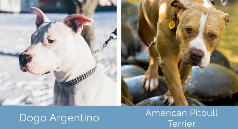 Przegląd rasy Dogo Argentino