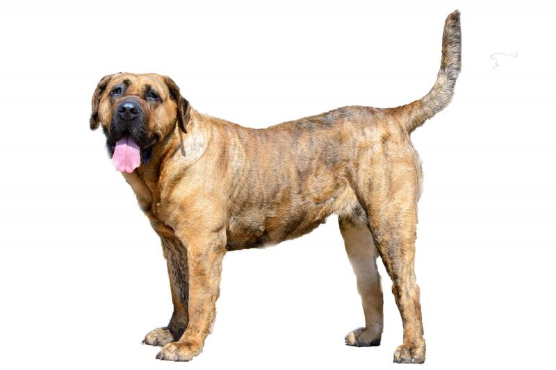 Rasa psów Dogo Canario: informacje, zdjęcia, temperament i cechy