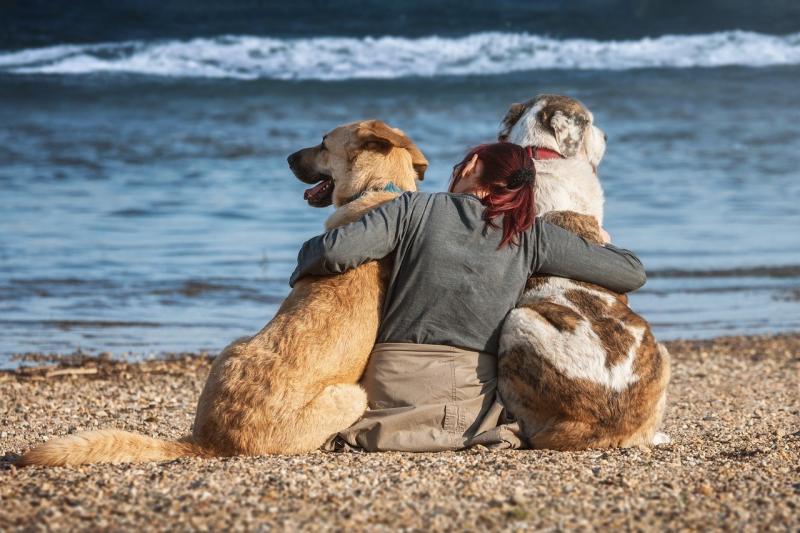 6 najlepszych plaż w Fort Myers przyjaznych psom,