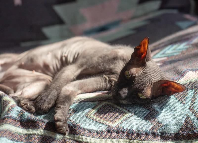 Rasa kotów Doński: informacje, zdjęcia, temperament i cechy