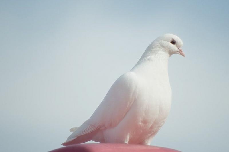 16 fascynujących i zabawnych faktów na temat gołębi (ze zdjęciami)