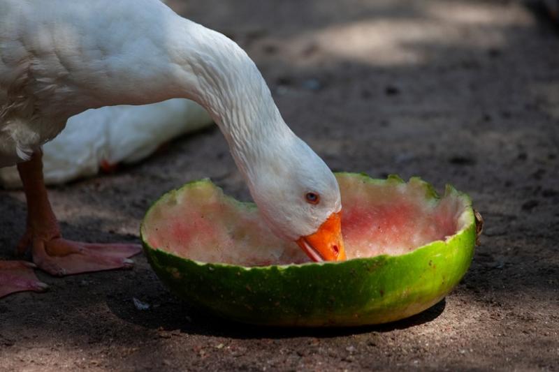 Czy kaczki mogą jeść arbuza? Dieta i porady zdrowotne