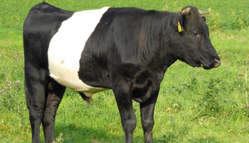 Szybkie fakty na temat rasy holenderskiego bydła pasiastego