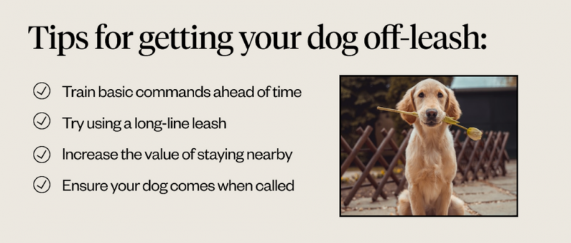 Skuteczne metody wyprowadzania psa spuszczonego ze smyczy