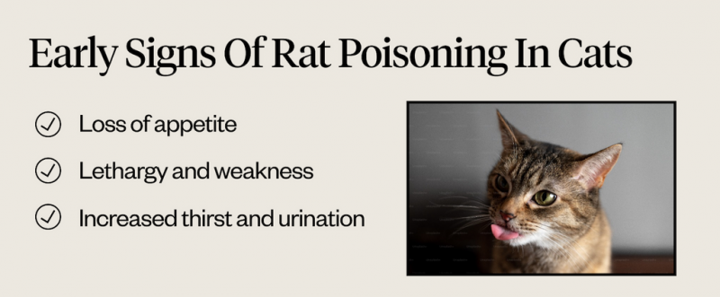 Czy trutka na szczury zabija koty? Zatwierdzone przez weterynarza objawy, ryzyko i zapobieganie