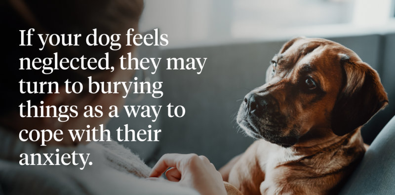 Dlaczego psy zakopują swoje zabawki? 10 możliwych powodów