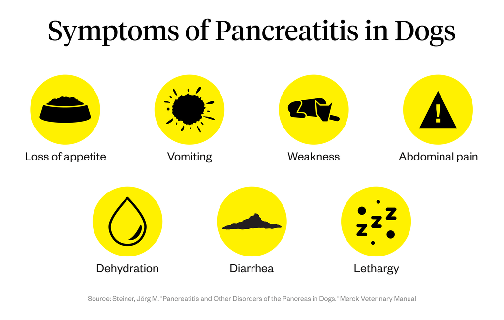 Zapalenie trzustki u psów: zatwierdzone przez weterynarza objawy, przyczyny i leczenie