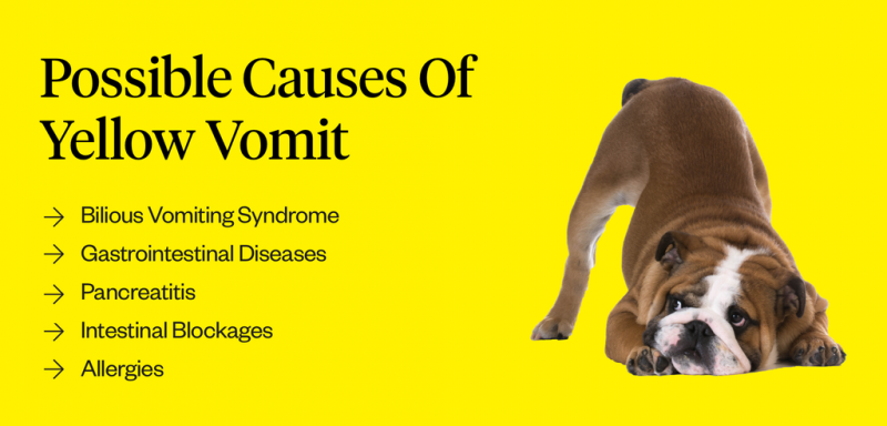 Dlaczego psy wymiotują żółtą żółcią? 8 powodów zweryfikowanych przez weterynarza