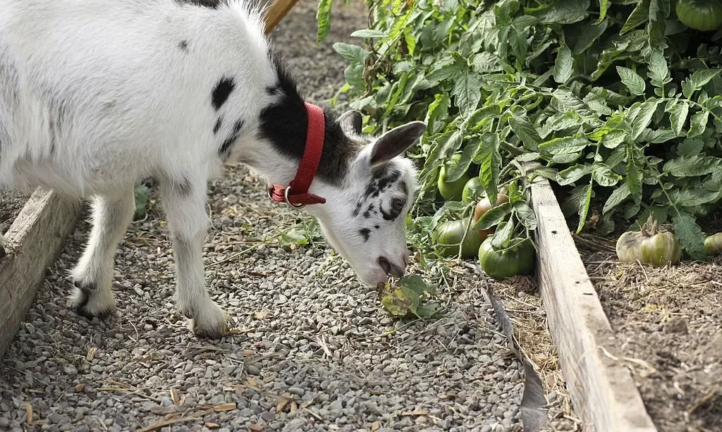 Czy kozy mogą jeść pomidory?