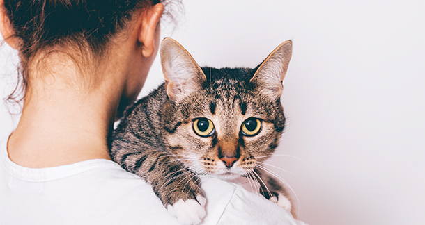 Jak koty okazują miłość? 14 sposobów okazywania miłości przez koty
