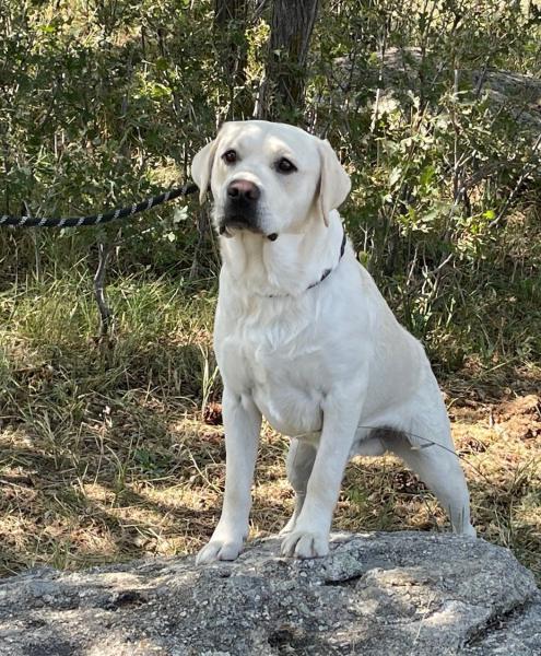 8 najlepszych hodowców labradorów retrieverów w Kolorado