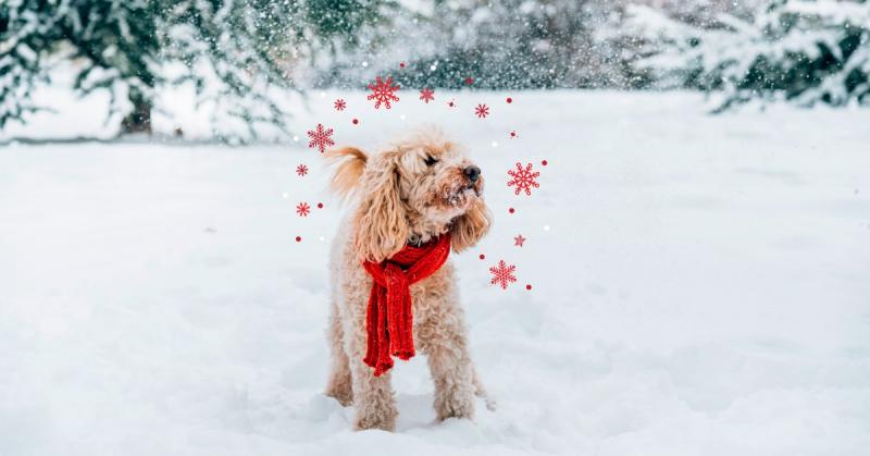 10 zimowych wskazówek dotyczących bezpieczeństwa psów (przewodnik 2024)