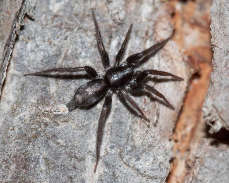 16. Carolina Wolf Spider