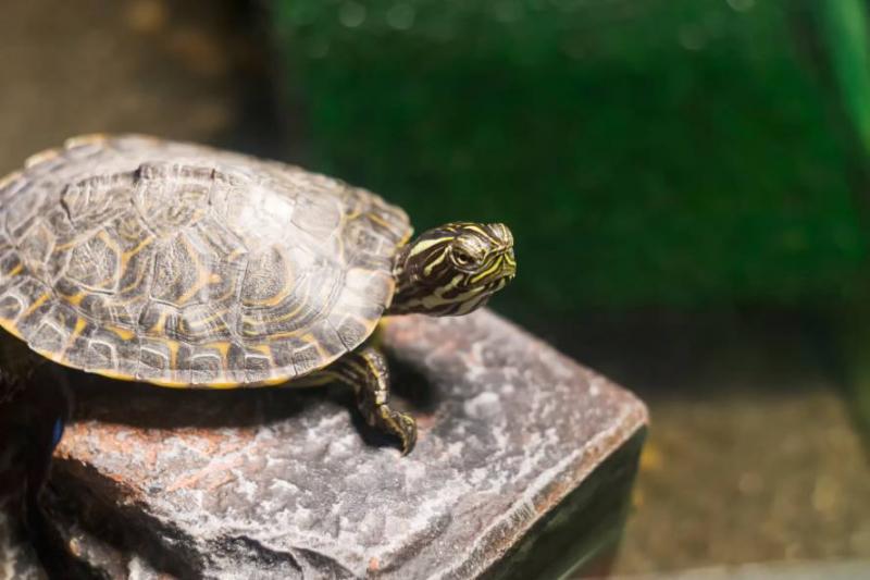 10 żółwi występujących w Missouri (ze zdjęciami)