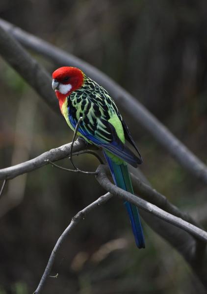 6 ptaków Rosella, które są świetnymi zwierzętami domowymi (ze zdjęciami)