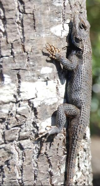 eastern_fence_lizard_03-20-08-9274309-9529468