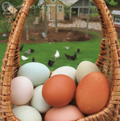 Czy wszystkie jaja są zapłodnione? Czy wszystkie jaja zawierają potencjalne pisklę? Fakty, które warto znać