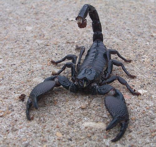 5. Malezyjski czarny skorpion