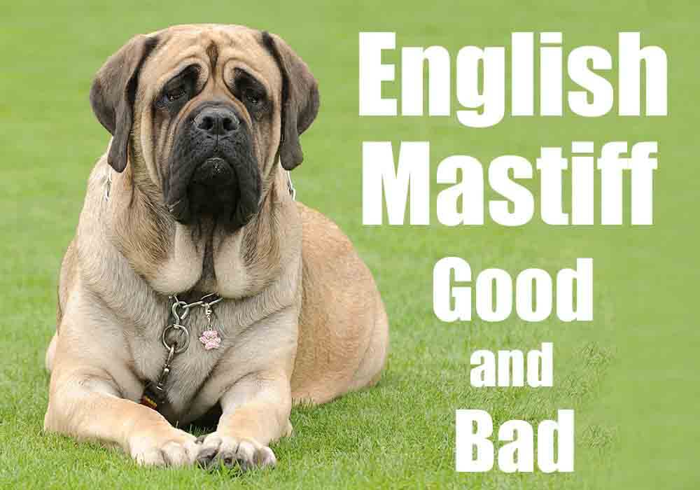 12 zaskakujących faktów na temat mastifów angielskich: Przewodnik zatwierdzony przez weterynarza