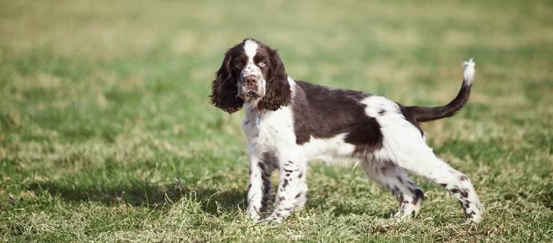 Springer spaniel angielski: informacje, zdjęcia, pielęgnacja i więcej!