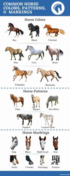12 najpopularniejszych umaszczeń koni