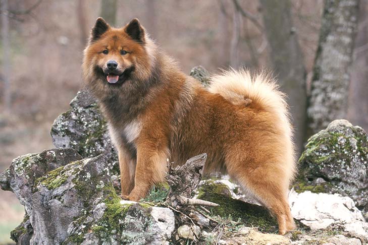 Przewodnik po rasie psów Eurasier: Informacje, zdjęcia, pielęgnacja i więcej!