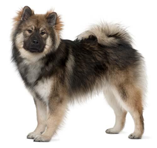 Szczenięta rasy Eurasier