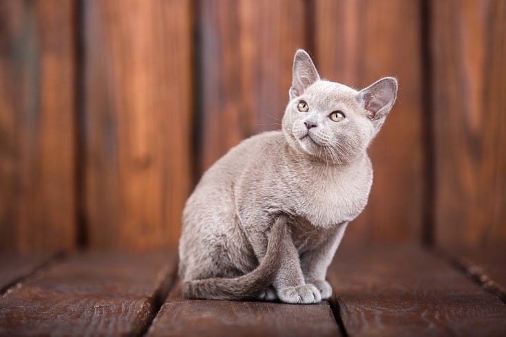 Charakterystyka niebieskiego kota birmańskiego