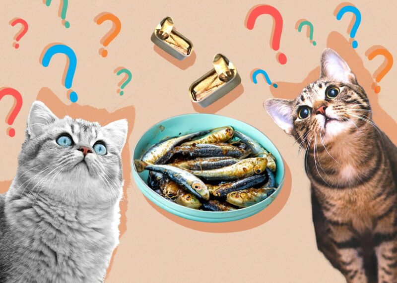 Czy koty mogą jeść sardynki? Zatwierdzone przez weterynarza fakty, korzyści żywieniowe i porady