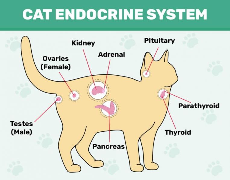 Ważne zaburzenia endokrynologiczne u kotów