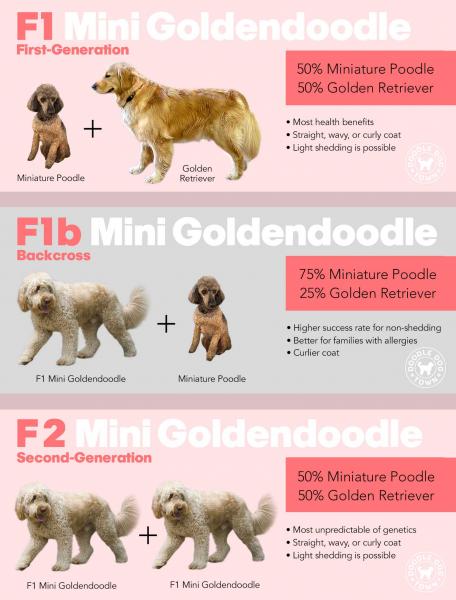 9. Mini Goldendoodles uwielbiają mieć pracę do wykonania